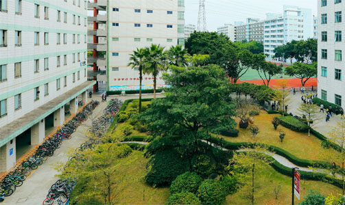 学校楼之间绿化